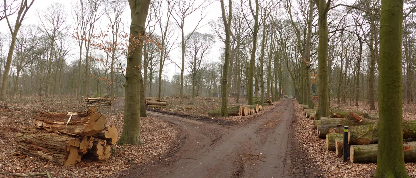 Bomenkap in een leefgebied van vleermuizen