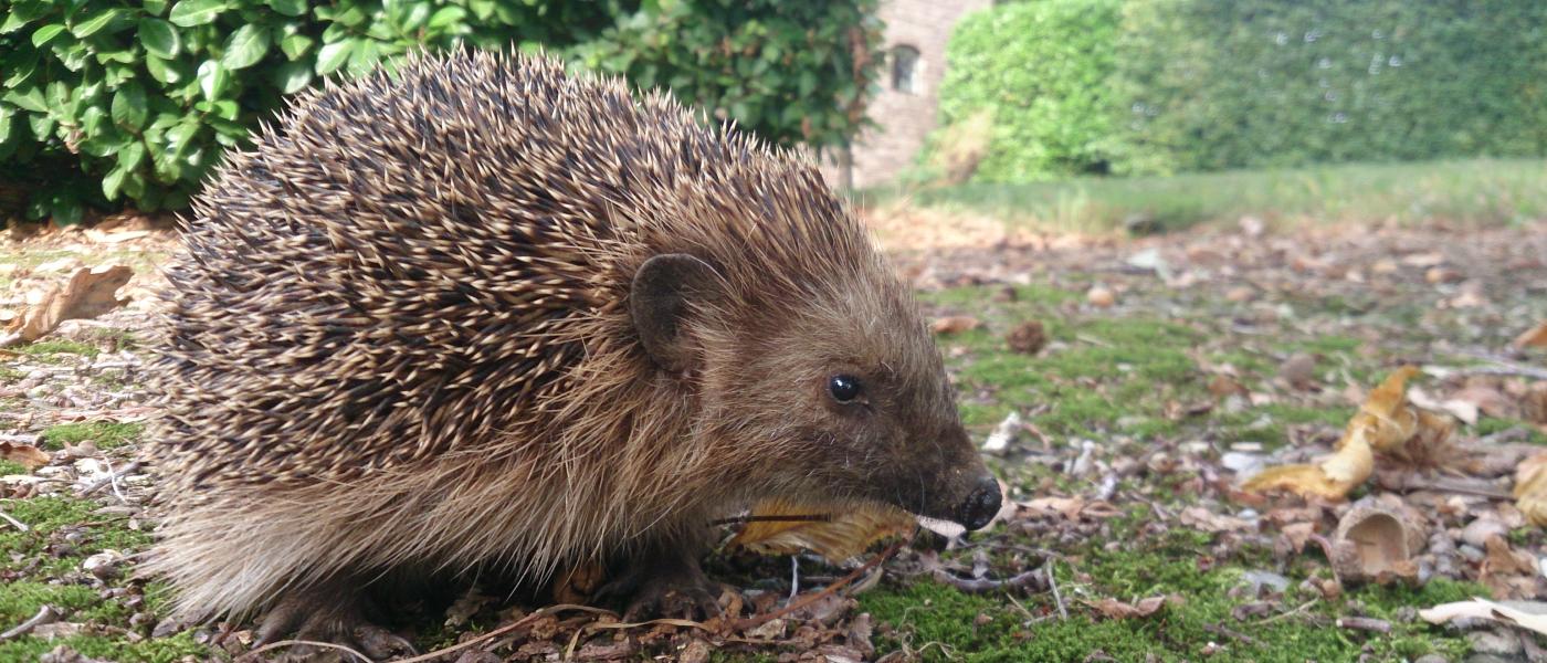 egel in tuin